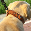 Dog Collar for Original Apple AirTag - Bubba My Shop